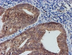 NUBPL Mouse anti-Human, Clone: OTI5D5, lyophilized, TrueMAB 100 &mu;g;