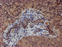 NUBPL Mouse anti-Human, Clone: OTI5D5, lyophilized, TrueMAB 100 &mu;g;