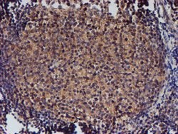 NUBPL Mouse anti-Human, Clone: OTI5D5, lyophilized, TrueMAB 100 &mu;g;