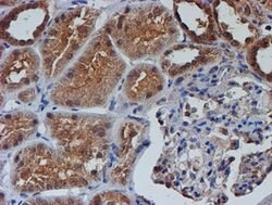 NUBPL Mouse anti-Human, Clone: OTI5D5, lyophilized, TrueMAB 100 &mu;g;