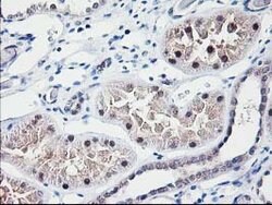 NUBPL Mouse anti-Human, Clone: OTI3D11, lyophilized, TrueMAB 100 &mu;g;