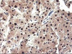 NUBPL Mouse anti-Human, Clone: OTI3D11, lyophilized, TrueMAB 100 &mu;g;