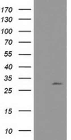 NUBPL Mouse anti-Human, Clone: OTI3D11, lyophilized, TrueMAB 100 &mu;g;