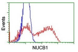 NUCB1 Mouse anti-Human, Clone: OTI1A5, liquid, TrueMAB 100 &mu;L; Unconjugated:Antibodies,