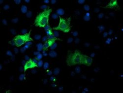 NUCB1 Mouse anti-Human, Clone: OTI1A5, liquid, TrueMAB 100 &mu;L; Unconjugated:Antibodies,