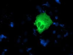 NUCB1 Monoclonal Antibody (OTI2A5), TrueMAB , OriGene 100 &mu;L; Unconjugated:Antibodies,