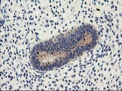 NUCB1 Mouse anti-Human, Clone: OTI1A5, liquid, TrueMAB 100 &mu;L; Unconjugated:Antibodies,