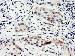 NUCB1 Mouse anti-Human, Clone: OTI1A5, liquid, TrueMAB 100 &mu;L; Unconjugated:Antibodies,