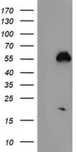 NUCB1 Mouse anti-Human, Clone: OTI1A5, liquid, TrueMAB 100 &mu;L; Unconjugated:Antibodies,