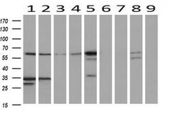 NUCB1 Mouse anti-Human, Clone: OTI1A5, liquid, TrueMAB 100 &mu;L; Unconjugated:Antibodies,