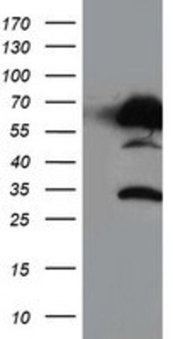 NUCB1 Mouse anti-Human, Clone: OTI1A3, lyophilized, TrueMAB 100 &mu;g;
