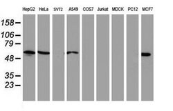 NUCB1 Mouse anti-Human, Clone: OTI1A3, lyophilized, TrueMAB 100 &mu;g;