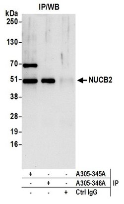NUCB2 Rabbit anti-Human, Polyclonal, Bethyl Laboratories 10 &mu;L; Unconjugated:Antibodies,