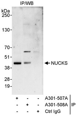 NUCKS Rabbit anti-Human, Polyclonal, Bethyl Laboratories 10 &mu;L; Unconjugated:Antibodies,
