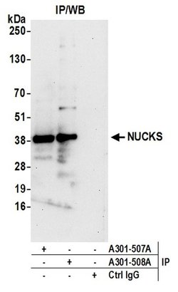 NUCKS Rabbit anti-Human, Polyclonal, Bethyl Laboratories 100 &mu;l; Unlabeled:Antibodies,