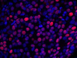NUCKS Polyclonal Antibody, Bethyl Laboratories 10 &mu;L; Unconjugated:Antibodies,