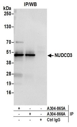 NUDCD3 Rabbit anti-Human, Polyclonal, Bethyl Laboratories 100 &mu;L; Unconjugated:Antibodies,