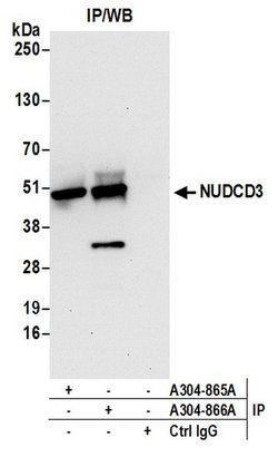 NUDCD3 Rabbit anti-Human, Polyclonal, Bethyl Laboratories 100 &mu;L; Unconjugated:Antibodies,
