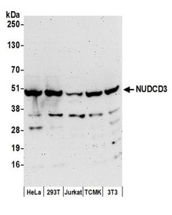 NUDCD3 Rabbit anti-Human, Polyclonal, Bethyl Laboratories 100 &mu;L; Unconjugated:Antibodies,