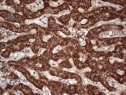 NUDT12 Mouse anti-Human, Clone: OTI2G2, lyophilized, TrueMAB 100 &mu;g;