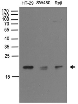 NUDT15 Rabbit anti-Human, Polyclonal, liquid, OriGene 100 &mu;L; Unconjugated:Antibodies,