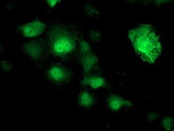 NUDT18 Mouse anti-Human, Clone: OTI5F9, lyophilized, TrueMAB 100 &mu;g;