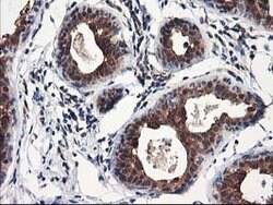 NUDT18 Mouse anti-Human, Clone: OTI5F9, lyophilized, TrueMAB 100 &mu;g;