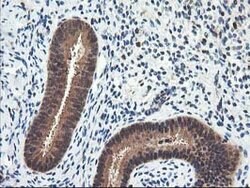 NUDT18 Mouse anti-Human, Clone: OTI5F9, lyophilized, TrueMAB 100 &mu;g;