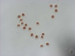 NUDT21 Monoclonal Antibody (OTI13H1), TrueMAB , OriGene 100 &mu;L; Unconjugated:Antibodies,