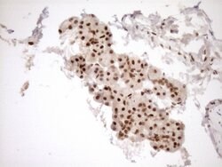 NUDT21 Monoclonal Antibody (OTI2C8), TrueMAB , OriGene 100 &mu;L; Unconjugated:Antibodies,