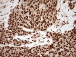 NUDT21 Monoclonal Antibody (OTI2C8), TrueMAB , OriGene 100 &mu;L; Unconjugated:Antibodies,