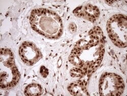NUDT21 Monoclonal Antibody (OTI2C8), TrueMAB , OriGene 100 &mu;L; Unconjugated:Antibodies,