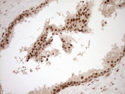 NUDT21 Monoclonal Antibody (OTI2C8), TrueMAB , OriGene 100 &mu;L; Unconjugated:Antibodies,