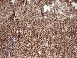 NUDT21 Monoclonal Antibody (OTI2C8), TrueMAB , OriGene 100 &mu;L; Unconjugated:Antibodies,