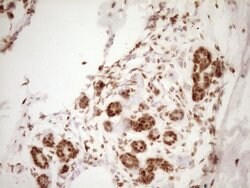 NUDT21 Monoclonal Antibody (OTI5B3), TrueMAB , OriGene 100 &mu;L; Unconjugated:Antibodies,