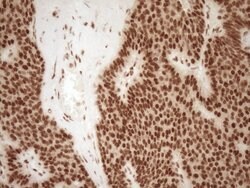 NUDT21 Monoclonal Antibody (OTI5B3), TrueMAB , OriGene 100 &mu;L; Unconjugated:Antibodies,