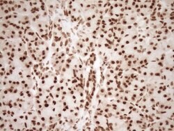 NUDT21 Monoclonal Antibody (OTI5B3), TrueMAB , OriGene 100 &mu;L; Unconjugated:Antibodies,