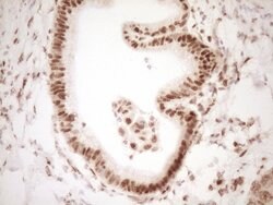 NUDT21 Monoclonal Antibody (OTI5B3), TrueMAB , OriGene 100 &mu;L; Unconjugated:Antibodies,