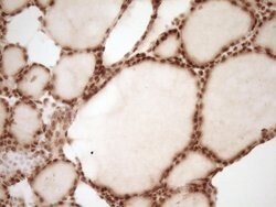 NUDT21 Monoclonal Antibody (OTI5B3), TrueMAB , OriGene 100 &mu;L; Unconjugated:Antibodies,