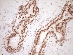 NUDT21 Monoclonal Antibody (OTI5B3), TrueMAB , OriGene 100 &mu;L; Unconjugated:Antibodies,