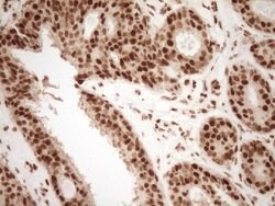 NUDT21 Monoclonal Antibody (OTI5B3), TrueMAB , OriGene 100 &mu;L; Unconjugated:Antibodies,