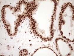 NUDT21 Monoclonal Antibody (OTI5B3), TrueMAB , OriGene 100 &mu;L; Unconjugated:Antibodies,