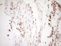 NUDT21 Monoclonal Antibody (OTI5B3), TrueMAB , OriGene 100 &mu;L; Unconjugated:Antibodies,