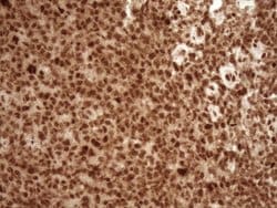 NUDT21 Monoclonal Antibody (OTI5B3), TrueMAB , OriGene 100 &mu;L; Unconjugated:Antibodies,