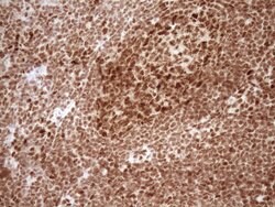 NUDT21 Monoclonal Antibody (OTI5B3), TrueMAB , OriGene 100 &mu;L; Unconjugated:Antibodies,