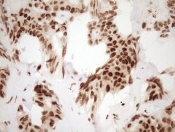 NUDT21 Monoclonal Antibody (OTI5B3), TrueMAB , OriGene 100 &mu;L; Unconjugated:Antibodies,