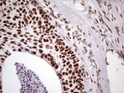 NUDT21 Monoclonal Antibody (OTI13H1), TrueMAB , OriGene 100 &mu;L; Unconjugated:Antibodies,
