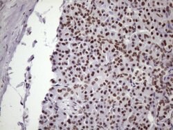NUDT21 Monoclonal Antibody (OTI13H1), TrueMAB , OriGene 100 &mu;L; Unconjugated:Antibodies,