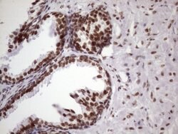 NUDT21 Monoclonal Antibody (OTI13H1), TrueMAB , OriGene 100 &mu;L; Unconjugated:Antibodies,