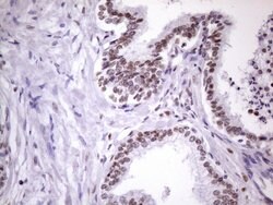 NUDT21 Monoclonal Antibody (OTI13H1), TrueMAB , OriGene 100 &mu;L; Unconjugated:Antibodies,